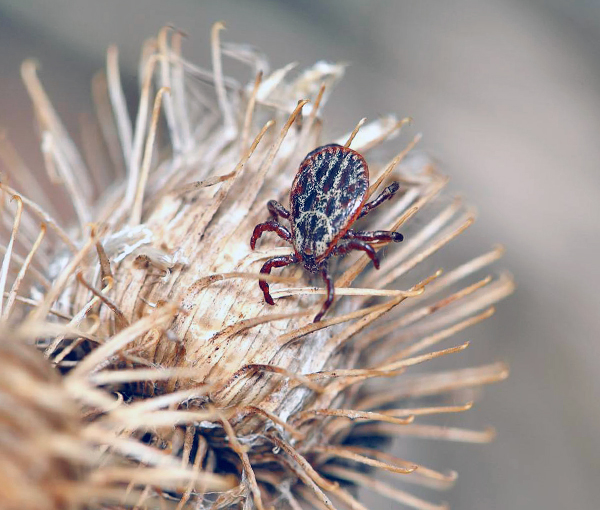 Dermacentor silvarum est également porteur de TBE