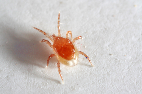 La plupart des gamazides sont beaucoup plus petits que les membres du genre Ixodes.