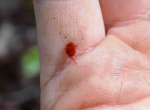 Parlons des caractéristiques de la biologie et du danger pour l'homme des tiques rouges (coléoptères rouges) ...