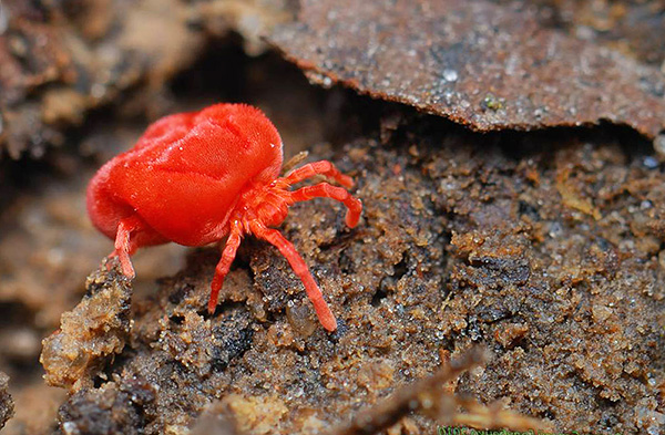 Acarien de velours rouge
