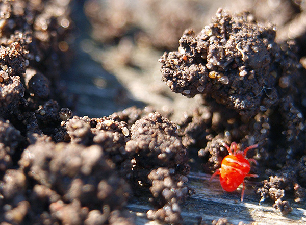 Des taches ou des rayures peuvent être présentes sur le dos ou l'abdomen.