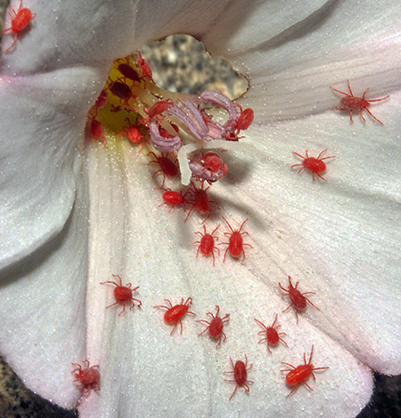 Accumulation d'acariens rouges sur une fleur.