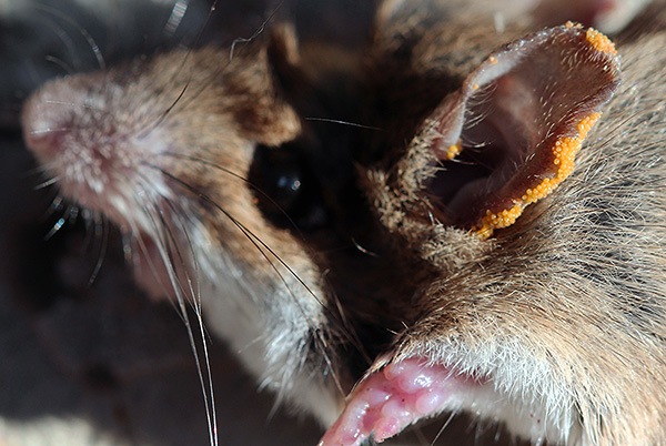 Larves de l'acarien roux sur l'oreille d'un rongeur.