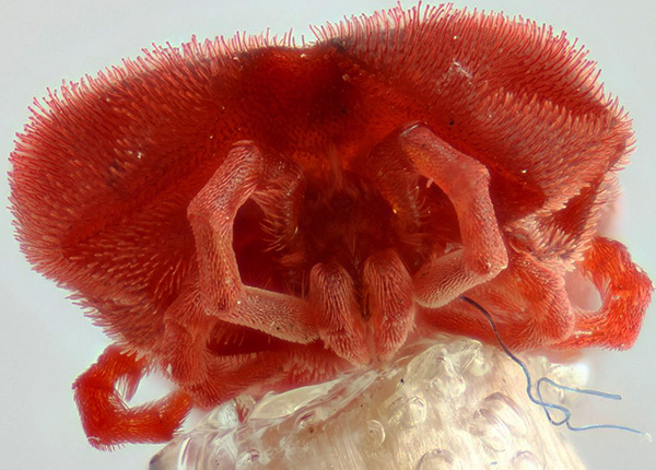 Photo en gros plan d'un acarien rouge.