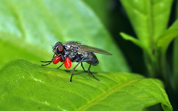 Les représentants de la superfamille Trombea se caractérisent par plusieurs formes de parasitisme...