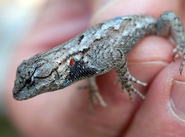 Les larves sont des parasites externes et se nourrissent de l'hémolymphe et du sang de leurs hôtes.