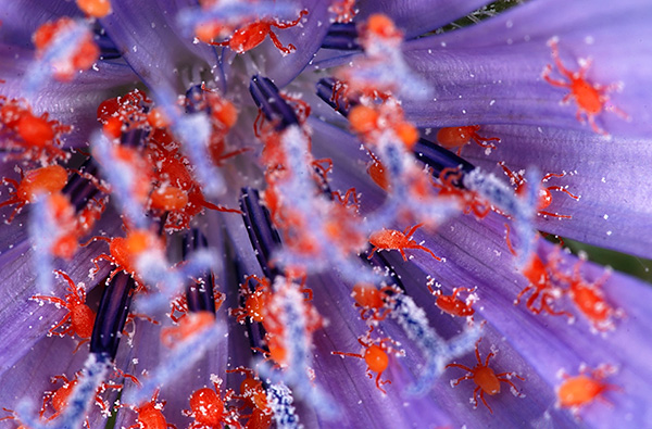 L'importance médicale des coléoptères rouges est déterminée par leur capacité à transporter des agents pathogènes d'une maladie dangereuse (fièvre tsutsugamushi).