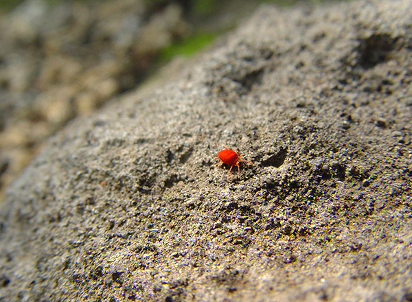 La morsure des larves d'une telle tique peut dans certains cas constituer un grave danger pour la santé humaine.
