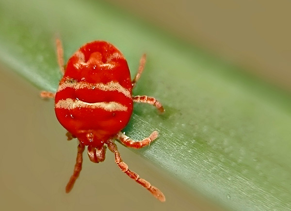 Il existe un grand nombre de types différents de coléoptères rouges, qui diffèrent à la fois par leur couleur et leur taille.