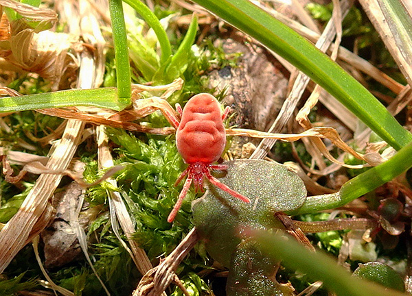 Une tique de la famille des Trombidiidae dans l'herbe.