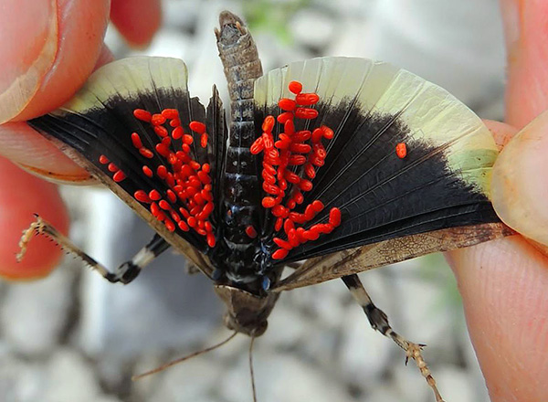 Larves de coléoptères rouges sur les ailes d'un papillon.
