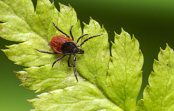Nous découvrons les caractéristiques de la biologie de la tique du chien ...