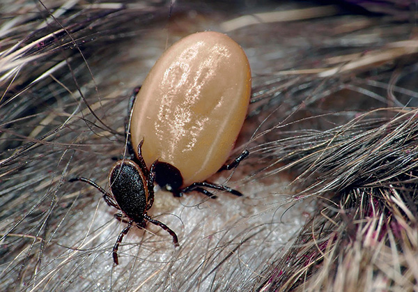 Souvent le mâle et la femelle se rencontrent directement sur le corps de l'hôte...