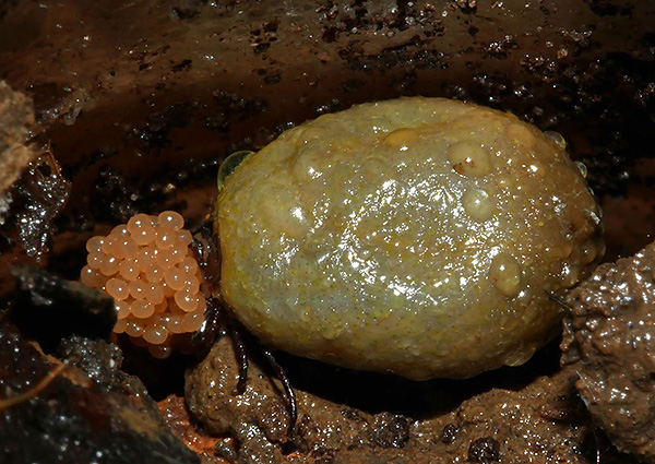 Une tique femelle buveuse de sang pond ses œufs dans le sol humide de la forêt.