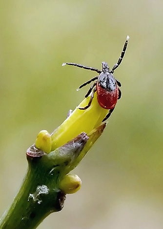 Sur la paire de pattes avant du parasite se trouvent les organes du sens chimique.
