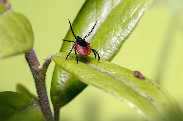 Dans cette position, la tique du chien attend sa proie.