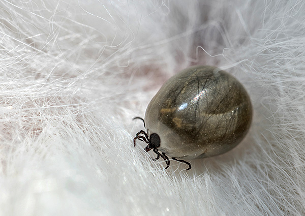 Une tique femelle buvant du sang grossit plusieurs fois.