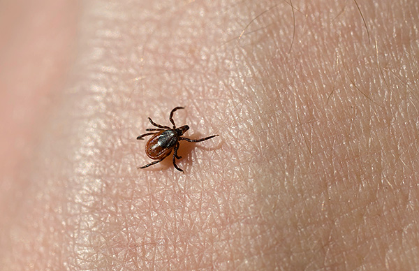 Heureusement, chaque piqûre de parasite (même s'il est porteur d'une infection) n'entraîne pas une maladie humaine.