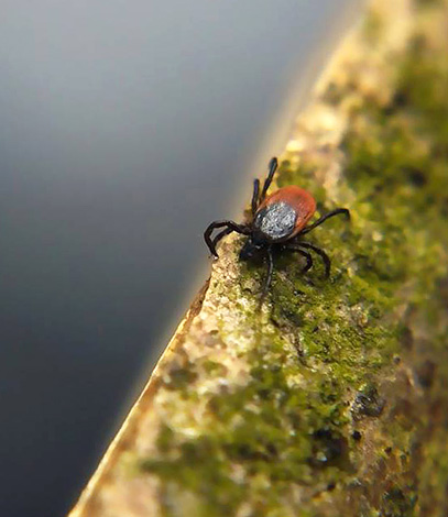 La tique du chien est très répandue dans presque tous les pays de l'ex-URSS.