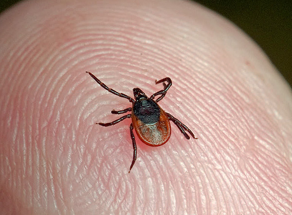 Ixodes ricinus (femelle)