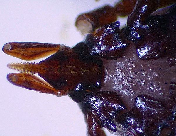En raison des nombreux crochets, l'hypostome du parasite est très fermement maintenu dans la peau de l'hôte.