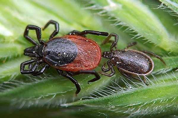 La tique du chien femelle est à gauche, le mâle est à droite.