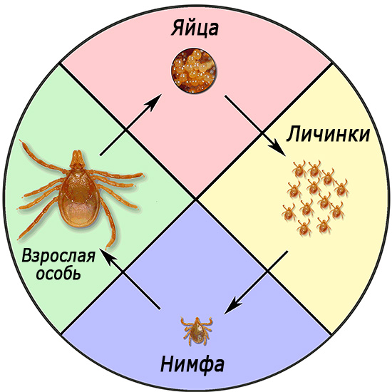 Cycle de vie d'Ixodes ricinus.