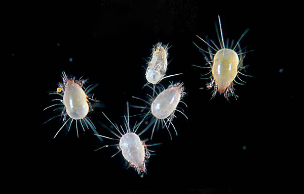 Parlons des soi-disant acariens domestiques...