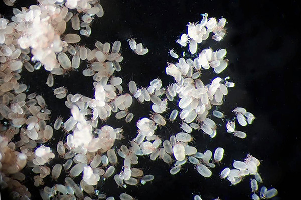 Accumulation d'acariens