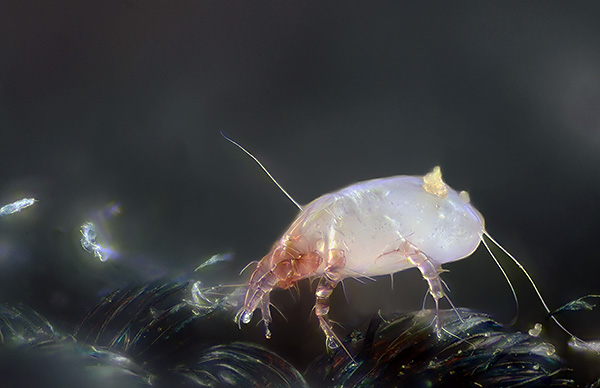 Avec un entretien régulier de la propreté dans la maison, les acariens ne pourront pas se multiplier massivement ici.