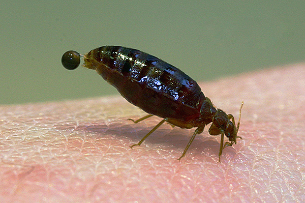 Lors de la saturation en sang, l'abdomen du parasite s'allonge et gonfle.