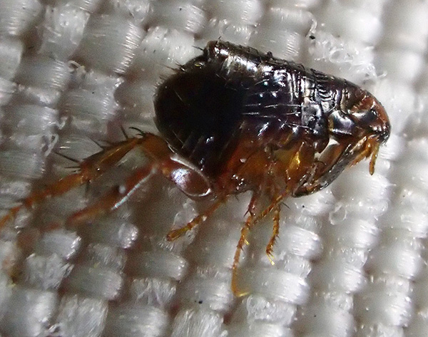 Une puce au microscope - les pattes postérieures fortement allongées sont clairement visibles.