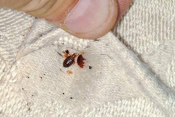 Les punaises de lit peuvent souvent se cacher dans les plis des matelas, rampant hors de leurs cachettes pour chasser la nuit.