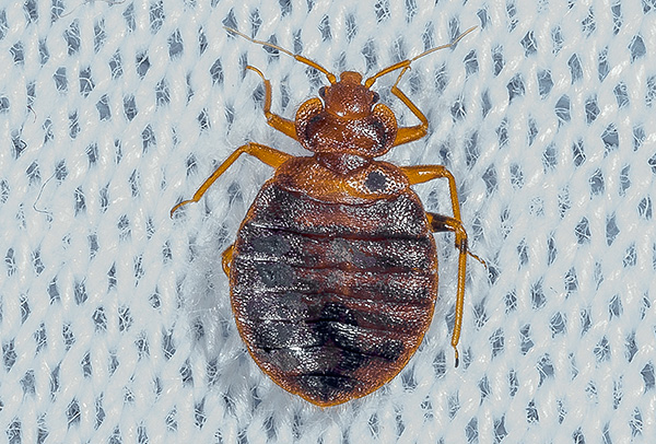 Punaise de lit, adulte