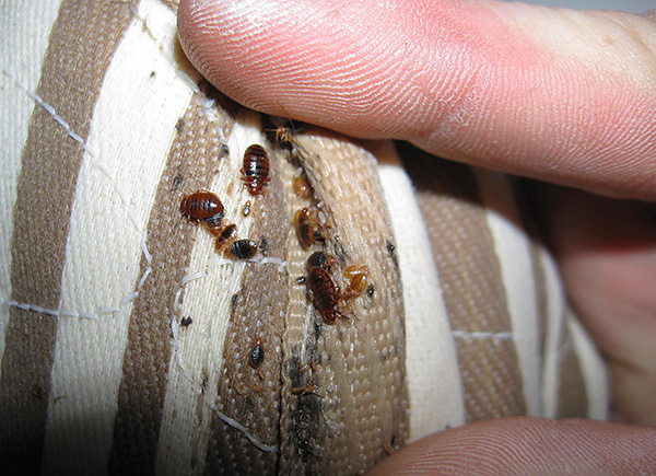 Voici à quoi ressemble un nid de punaises de lit dans un matelas