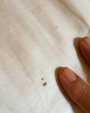 De petites taches de sang sur la literie peuvent souvent aider à confirmer la présence de punaises de lit dans une maison.