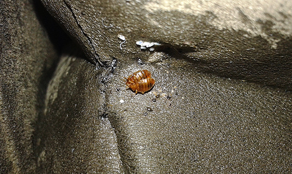 Il y a souvent des situations où les gens ne peuvent pas se débarrasser des punaises de lit dans un appartement pendant des années...
