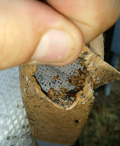 Les nids de parasites peuvent se cacher dans les endroits les plus inattendus...