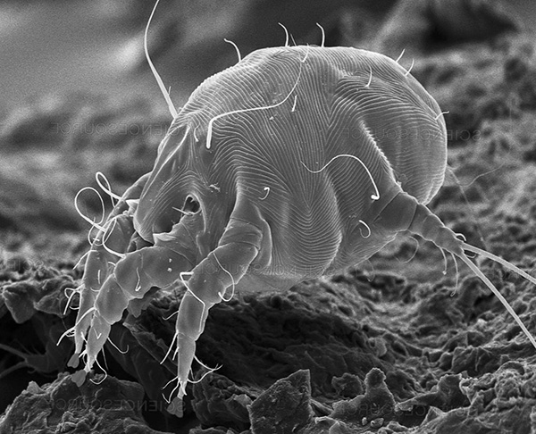 Parlons des acariens et de l'otodectose qu'ils provoquent chez l'homme et les animaux de compagnie...