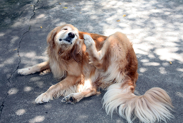 Aux premiers stades des dommages causés par la gale des oreilles, l'animal souffre principalement de fortes démangeaisons dans les oreilles.