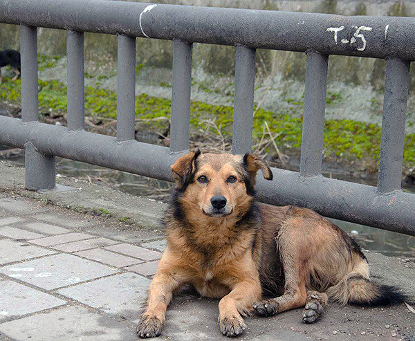 Le principal moyen de prévenir l'infection par la gale des oreilles est de limiter le contact avec les animaux errants.