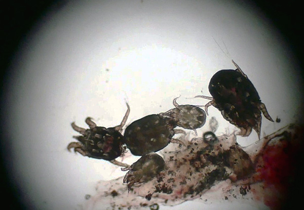 Les acariens qui causent la gale des oreilles sont des parasites typiques.