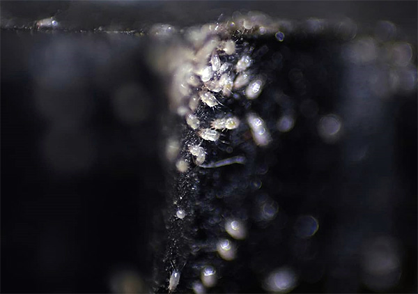 Acariens dans la moquette.