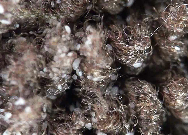 Les acariens se nourrissent de particules de peau humaine squameuse qui s'accumulent dans les tapis, sur les oreillers et juste dans la poussière dans les coins de la pièce.