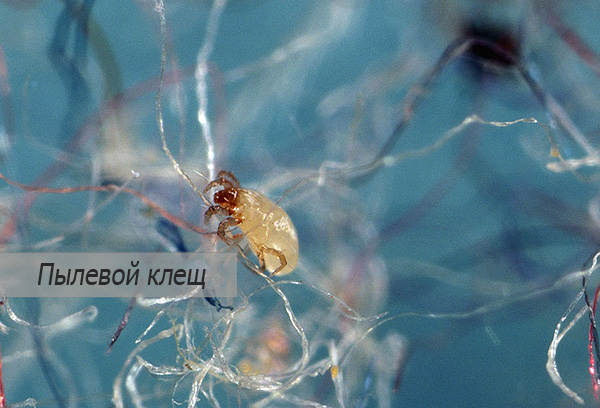 Les acariens dermatophages sont présents en plus ou moins grand nombre dans presque toutes les zones résidentielles.