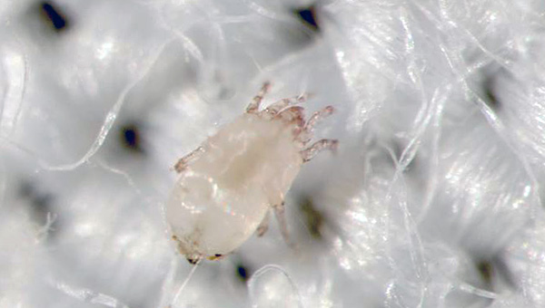 Les allergènes de tiques les plus actifs sont les enzymes digestives, appelées Der f1 et Der f2.