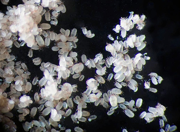 Des centaines d'acariens peuvent vivre dans un gramme de poussière domestique.