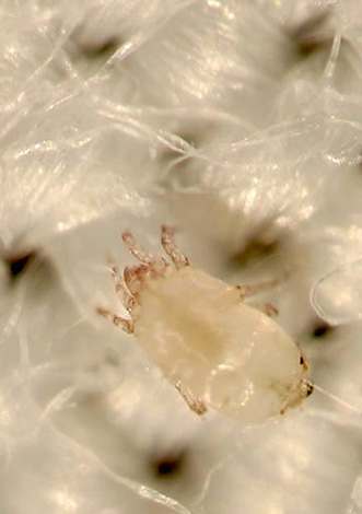 La longueur du corps d'un adulte atteint 0,3 mm.