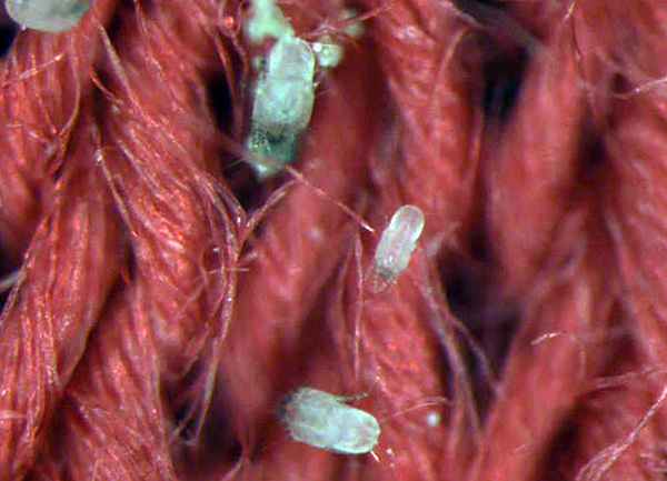 Avec une recherche minutieuse des acariens dans le lit, ce n'est pas si difficile à repérer.