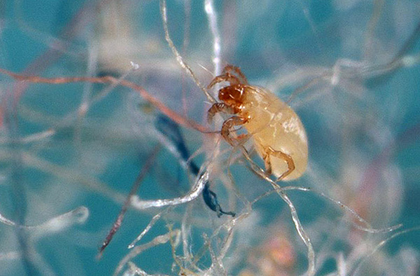 Les acariens peuvent être trouvés dans presque toutes les zones résidentielles.